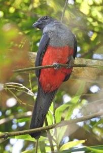 Sierpe river and Mangrove tour, South Pacific, Costa Rica